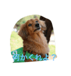 Dachs' Miro kitten Ikemen stamp（個別スタンプ：2）