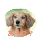 Dachs' Miro kitten Ikemen stamp（個別スタンプ：3）