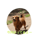 Dachs' Miro kitten Ikemen stamp（個別スタンプ：4）