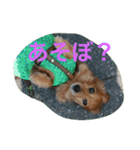 Dachs' Miro kitten Ikemen stamp（個別スタンプ：6）