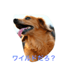 Dachs' Miro kitten Ikemen stamp（個別スタンプ：7）