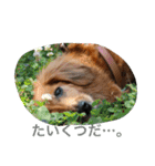 Dachs' Miro kitten Ikemen stamp（個別スタンプ：8）