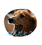Dachs' Miro kitten Ikemen stamp（個別スタンプ：13）