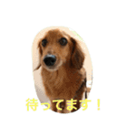 Dachs' Miro kitten Ikemen stamp（個別スタンプ：16）