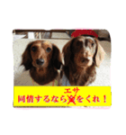桜と武蔵（個別スタンプ：2）