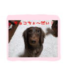 桜と武蔵（個別スタンプ：6）