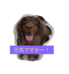 桜と武蔵（個別スタンプ：12）