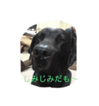 山中家のかわいい黒ラブスタンプ（個別スタンプ：1）