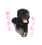 山中家のかわいい黒ラブスタンプ（個別スタンプ：13）