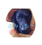 山中家のかわいい黒ラブスタンプ（個別スタンプ：15）
