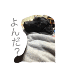 山中家のかわいい黒ラブスタンプ（個別スタンプ：16）
