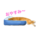 柴犬太郎のおやすみ・おはようスタンプ（個別スタンプ：2）