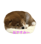 柴犬太郎のおやすみ・おはようスタンプ（個別スタンプ：3）
