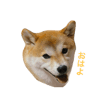 柴犬太郎のおやすみ・おはようスタンプ（個別スタンプ：5）