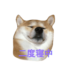 柴犬太郎のおやすみ・おはようスタンプ（個別スタンプ：6）