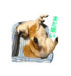 柴犬太郎のおやすみ・おはようスタンプ（個別スタンプ：7）