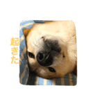 柴犬太郎のおやすみ・おはようスタンプ（個別スタンプ：8）
