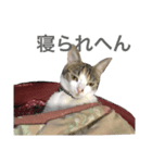 もんめ（個別スタンプ：3）