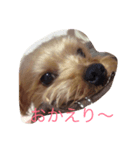 わがまま ワンコ（個別スタンプ：1）