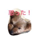 わがまま ワンコ（個別スタンプ：2）