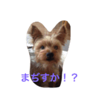 わがまま ワンコ（個別スタンプ：3）
