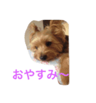 わがまま ワンコ（個別スタンプ：5）