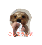 わがまま ワンコ（個別スタンプ：6）