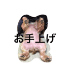 わがまま ワンコ（個別スタンプ：7）