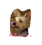 わがまま ワンコ（個別スタンプ：8）