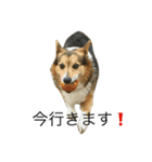 愛犬 ルイくん 1（個別スタンプ：1）