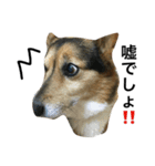 愛犬 ルイくん 1（個別スタンプ：2）