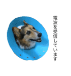 愛犬 ルイくん 1（個別スタンプ：3）
