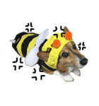 愛犬 ルイくん 1（個別スタンプ：4）