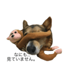 愛犬 ルイくん 1（個別スタンプ：5）