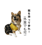 愛犬 ルイくん 1（個別スタンプ：6）
