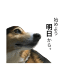 愛犬 ルイくん 1（個別スタンプ：7）