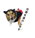 愛犬 ルイくん 1（個別スタンプ：8）