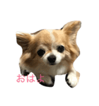 チワワスタンプj（個別スタンプ：6）