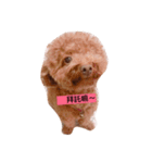 pubby（個別スタンプ：1）