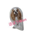 キャバリアのワン語（個別スタンプ：1）