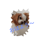 キャバリアのワン語（個別スタンプ：3）