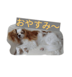 キャバリアのワン語（個別スタンプ：4）