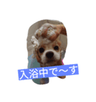 キャバリアのワン語（個別スタンプ：7）