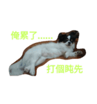 Nicky's life（個別スタンプ：2）