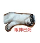 Nicky's life（個別スタンプ：3）