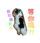 Nicky's life（個別スタンプ：7）