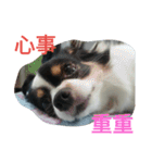 Nicky's life（個別スタンプ：10）
