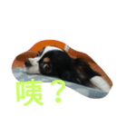 Nicky's life（個別スタンプ：13）