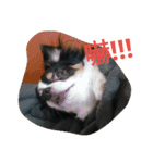Nicky's life（個別スタンプ：15）
