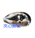 Nicky's life（個別スタンプ：16）